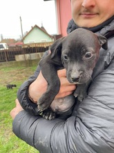 LEMI, Hund, Magyar Vizsla-Mix in Ungarn