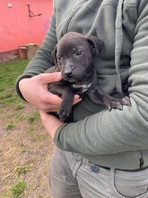 LIPOT, Hund, Magyar Vizsla-Mix in Ungarn