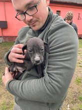 LOUIS, Hund, Magyar Vizsla-Mix in Ungarn