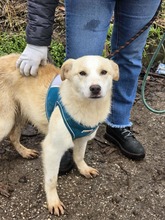COLBY, Hund, Mischlingshund in Bulgarien