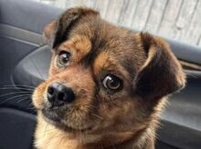 COLLINS, Hund, Mischlingshund in Rumänien