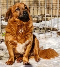 PUSICA, Hund, Mischlingshund in Rumänien