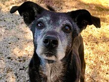 LILIKA, Hund, Mischlingshund in Griechenland