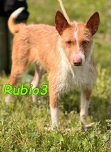 RUBIO3, Hund, Podenco in Spanien
