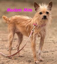 MADAMMIM, Hund, Yorkshire Terrier-Mix in Spanien