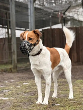 TED, Hund, Terrier-Mischling in Hamburg