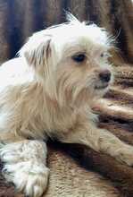 ANNI, Hund, Mischlingshund in München