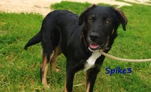 SPIKE3, Hund, Mischlingshund in Griechenland