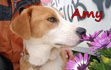 AMY, Hund, Mischlingshund in Griechenland