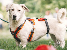 KIMBERLY, Hund, Dackel-Labrador-Mix in Puchheim