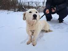 KIMBERLY, Hund, Labrador Retriever-Dackel-Mix in Zorneding