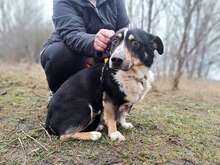 COSMO, Hund, Entlebucher Sennenhund-Corgi-Mix in Olching
