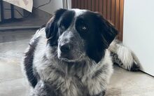 ENOLA, Hund, Herdenschutzhund-Mix in Ludwigshafen