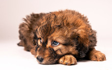 PRIYA, Hund, Mischlingshund in Ungarn