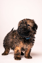 KEKS, Hund, Mischlingshund in Ungarn