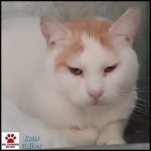 GULIVER, Katze, Hauskatze in Alsbach-Hähnlein