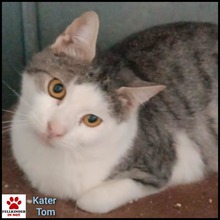 TOM, Katze, Hauskatze in Alsbach-Hähnlein