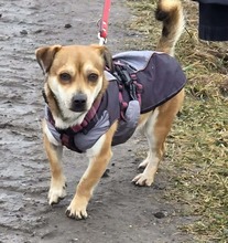 ELIO, Hund, Mischlingshund in Nauen