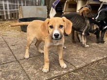 PEANUT, Hund, Mischlingshund in Leverkusen