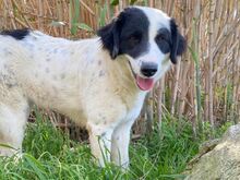 PALOMA, Hund, Mischlingshund in Italien