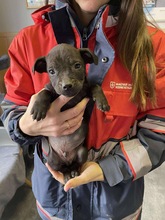 LALI, Hund, Magyar Vizsla-Mix in Ungarn