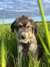 WOOPI, Hund, Mischlingshund in Beeskow