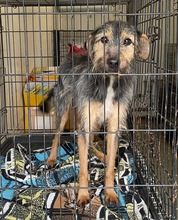 TÜSKE, Hund, Mischlingshund in Reilingen