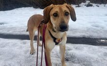 HANNI, Hund, Mischlingshund in Nürnberg