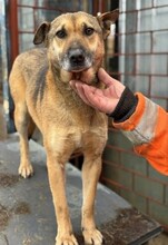 KARA, Hund, Mischlingshund in Rumänien