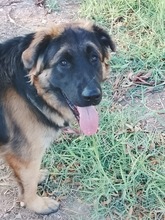 BARRULLO, Hund, Schäferhund (Mischling) in Spanien