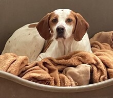 DUNA, Hund, Pointer Mischling in Spanien