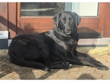 PAULINCHEN, Hund, Mischlingshund in Sankt Augustin