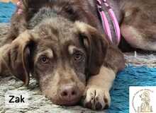 ZAK, Hund, Mischlingshund in Starnberg