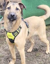 HEIKO, Hund, Mischlingshund in Rumänien