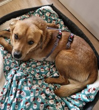 MRWAFFELS, Hund, Mischlingshund in Nürnberg