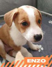 ENZO, Hund, Mischlingshund in Bulgarien