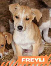 FREYLI, Hund, Mischlingshund in Bulgarien