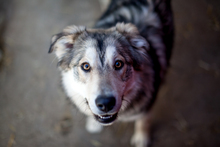 LYNN, Hund, Mischlingshund in Rumänien