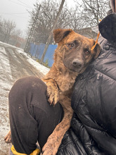 FIDELIA, Hund, Mischlingshund in Rumänien