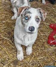 FILOU, Hund, Mischlingshund in Rumänien