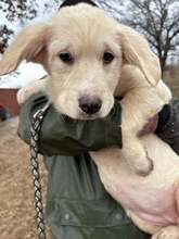 WASKA, Hund, Mischlingshund in Rumänien