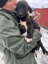 TALISA, Hund, Mischlingshund in Rumänien