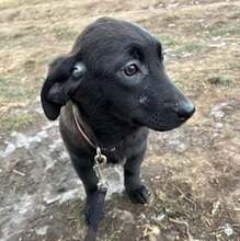 SHAE, Hund, Mischlingshund in Rumänien