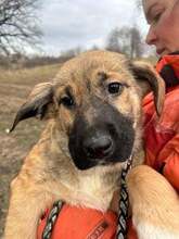 MARLEY, Hund, Mischlingshund in Rumänien