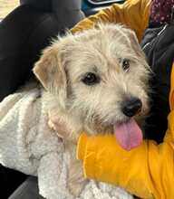 ZEKI, Hund, Mischlingshund in Rumänien