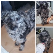 ZALANDA, Hund, Mischlingshund in Rumänien