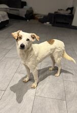 BLANKA, Hund, Mischlingshund in Kipfenberg