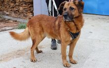 BUISCUIT, Hund, Mischlingshund in Wees