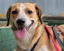 SHERINE, Hund, Mischlingshund in Linkenheim-Hochstetten