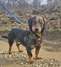 NINO, Hund, Dackel in Garbsen